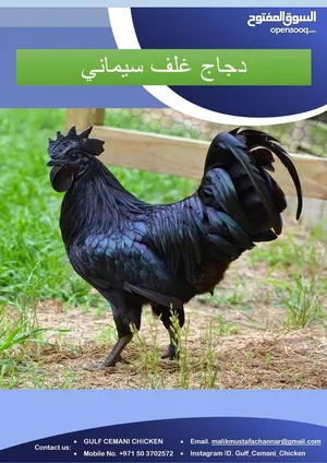 We have most expensive chicken meat, which is called lambergini chicken,