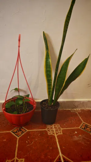 Snake plant & Money plant for sale