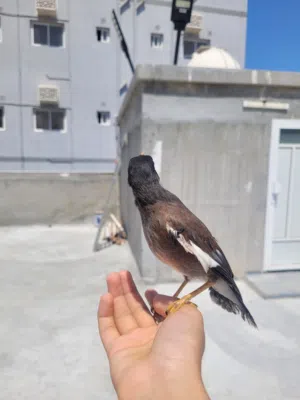 myna bird fully trained and tamd