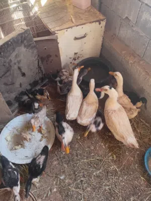 كوم بط بلدي ومصري للبيع