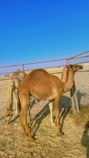 بكره سمين وبخير وصاحيه من الامراض سلالة ابوها شاهين بوظفيره العامري وامها بنت خديدات