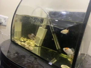 للبيع حوض سمك