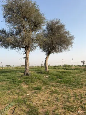 يوجد مزارع للايجار براس الخيمة