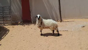 فطيمه وطنيه ربي يبارك عمرها ف8شهور سليمه العيوب متع تربيه او موس لبيدبح