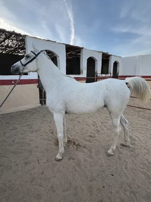 ‏خيل‏0