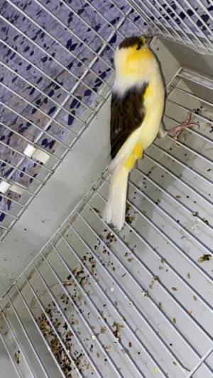 السلام عليكم متوفر بفضل الله زوز دكورة كناري وانتاي حجم ربي يبارك العصفير حجم ونضافه ربي يبارك .....