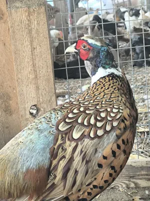 طيور نادرة الفزن و الدجاج و السمان و الحجل و الببغاوات. فصائل و أنواع مختلفة و نادرة(قابل للتفاوض)