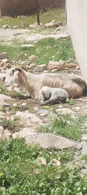 عنز بلدي حلابه ومعها سخله عمر شهر للبيع حليب او لحم