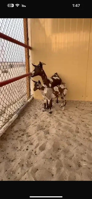‏غنم‏2