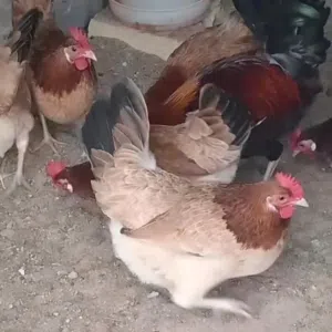 بيض للبيع دجاج كويتي مطوك