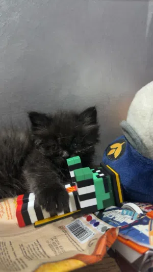 Cat for free