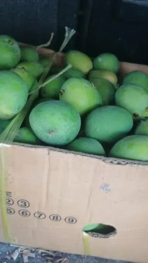 حدال حدال حامض حجم ممتاز للبيع  ب 5