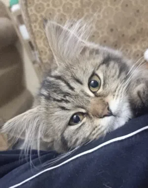قطط 2 نثيات واحد فحل للتبني