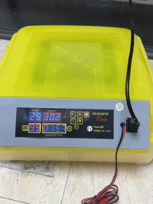 فقاصه بيض دجاج