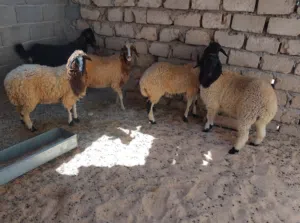 بسم الله  توكلنا على الله  4 بركوسات خاليات من العيوب ميزان ماشاء الله أعمارهم حوالي 7شهور