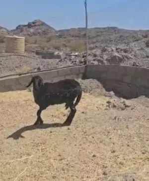 للبيع جاعدة هندي ع سوداني