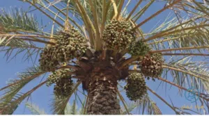 3 قش زبد +1 خنيزي للبيع