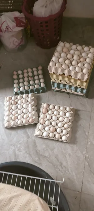 Others - Food - Supplements1