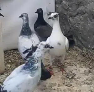 جواز شلبيات