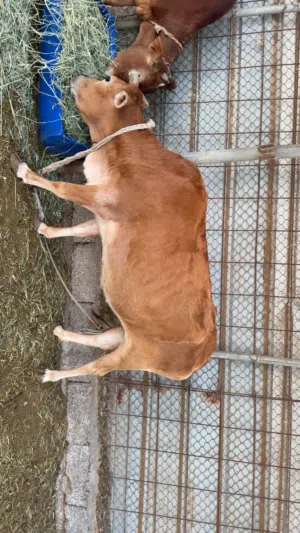 للبيع بقره مال الدار عشار