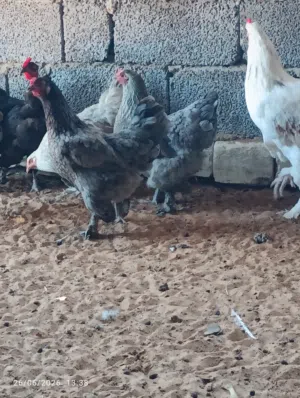 دجاج هجين براهما