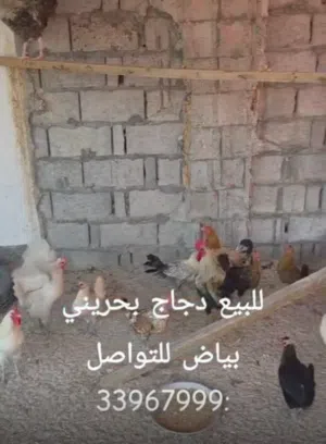 دجاج بحريني بياض