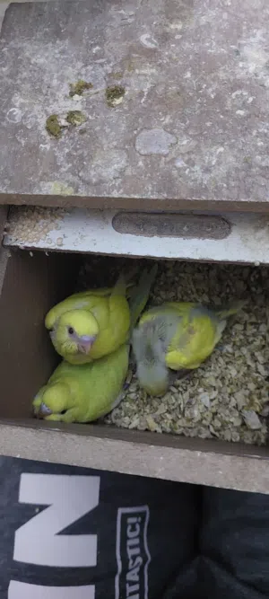 جواز طيور حب للبيع كلو شغال مع فراخهم للبيع