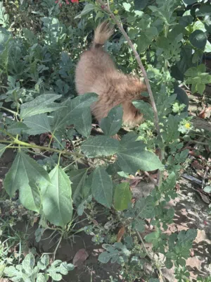 كلب Pomeranian