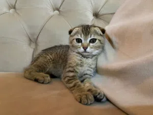 Scotch kitten for sale