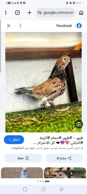 مطلوب ذبابنه قطش بسعر معقول