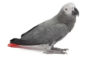 مطلوب ببغاء كاسكو فرخ لا يتكلم عمر 6 اشهر على الاقل