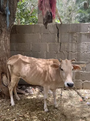 للبيع بقره تنفع حل ذبح