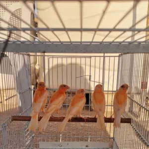 الصماوي 