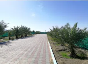 مزرعه مميزه راقيه قريبه من مدينة دبي بها  مدخول شهري من 3 الاف ريال إلى 4 الاف