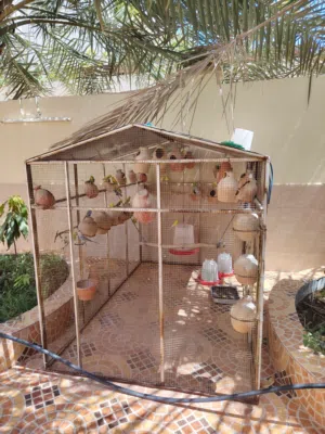 بيع قفص مع العصافير