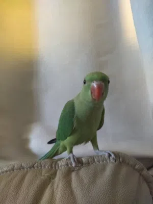 للبيع دره أليف جدا