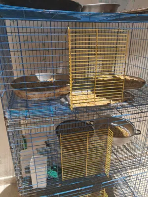 شروة قفاص ومشرببات للارانب وبيوت ولادة بسعر البلاش