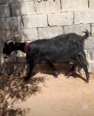 عقائق ذبائح نذر