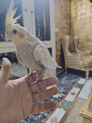 كوكتيل متدرب