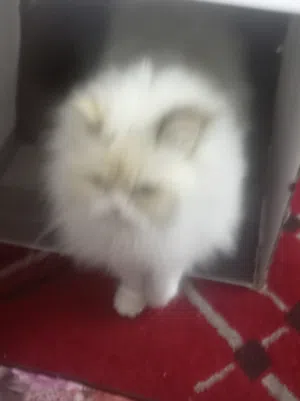 قط هملايا انثي ماخذه مطعمين نضيفه ودوده