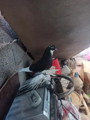 انتايه فاردي