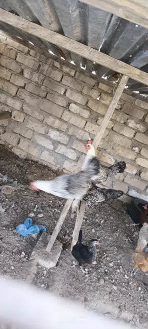 دجاج عربي للبيع