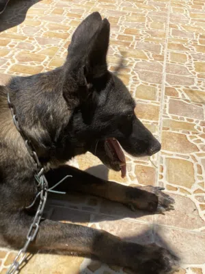 انثي مالنوا عمر سنتين ، دزلي خاص