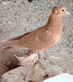 زوج راعب اصفر مخاليف