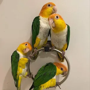 Parrots1