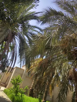 بيت للبيع القوارشه شارع الشجر الشعبيه مسقوف 350 ومساحه القطعه2500 وفيه مربوعه خارجيه كامله بحمامها