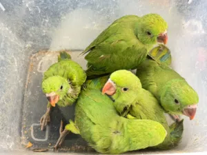 ببغاء الدرة أليف