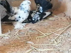 كوبيا روسي على دحي ماشاءالله