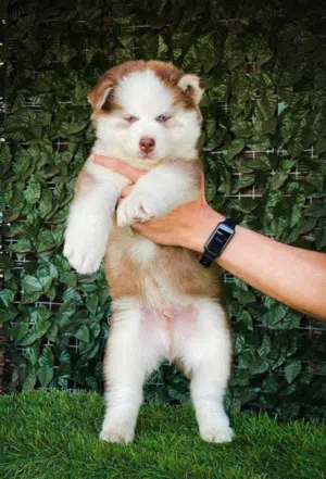 A PURE STANDARD HUSKY PUPPY IS READY FOR A NEW HOME