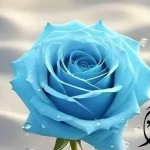 فراشه حره 
